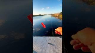 Florida fishing be like#urbanfloridafishing #fishing #bassfishing #floridafishing
