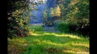 Natuurkampeerterrein De Biezen Aarle-Rixtel