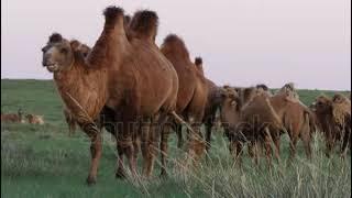 stock footage camels graze in the forest steppe on a bright autumn evening