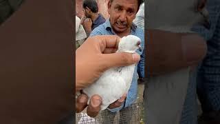 Jama masjid kabootar market delhi pigeon market Delhi white pigeons shorts #short #shorts