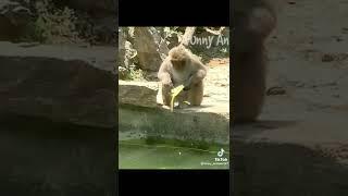 Cute and funny animals video compilation  part- 2