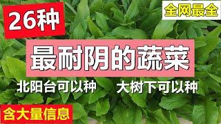 26种最耐阴的蔬菜 (含大量信息) 亲身种植经历, 大树下可以种, 北阳台也可以种 26 most shade-tolerant vegetables