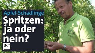 Schädlinge an Apfelbäumen: Insektizide spritzen und weitere Bekämpfungsmethoden | Abendschau | BR24