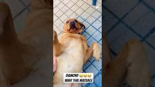 Labrador Love: The Cutest Massage Moments