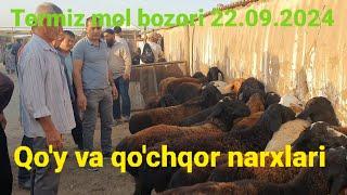 Surxondaryo Termiz Shahar Markaz mol bozori qo'y va qo'chqor narxlari.22.09.2024