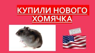 Купили Хомячка Роборовского в США