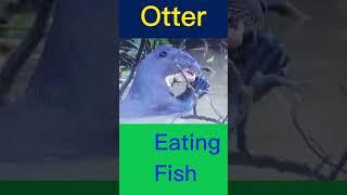 Otter Eating Fish