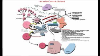 The Immune System Overview and Tutorial - Innate and Adaptive