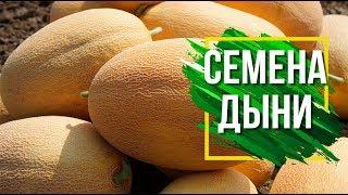 Лучшие Сорта Дыни Для Средней Полосы ️  Какие семена Дыни выбрать 