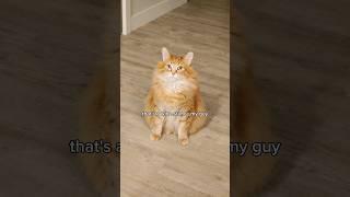 Triangles need a strong foundation  #animals #cute #cutecat #pets #cat #cuteanimals #catvideos