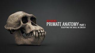 ZBrush Primate Anatomy Part 1 Sculpting the Skull (Full Tutorial at BadKing.com.au)