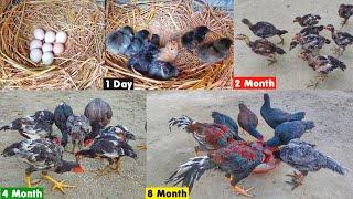 Chicks fast growth video Day 1 to 8 Month || complete growth video of silver hen baby