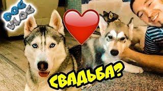 DOGVLOG: ЖЕНЮСЬ НА ЛЕКСИ С КАНАЛА ХАСКИ И МАЛАМУТА РОККИ И МАЙКА! Говорящая собака