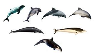 Oceanic Dolphin Species Part 2 | Family Delphinidae Part 2