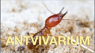 2 year jungle vivarium documentary update! Termites, ants, spiders, reptiles and much more!