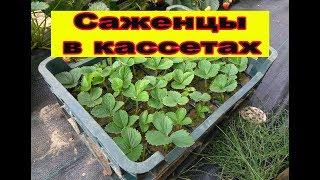 Саженцы клубники Альба в кассете