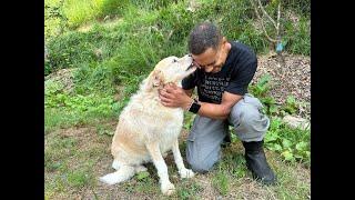 Are Your Dogs Sabotaging Your Farm's Efficiency?