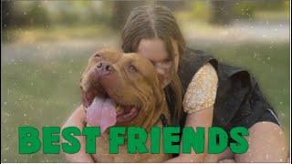 XL American Bully Friendship: Buster & Alli's Bond | Kingdombullykennels.com