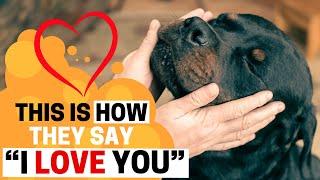 10 Signs that your Rottweiler Loves you the Most