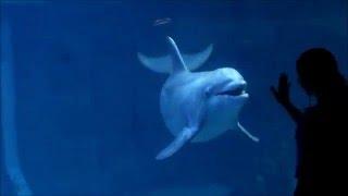 Awesome Dolphin Tricks and Aquarium at Epcot (April 2016)