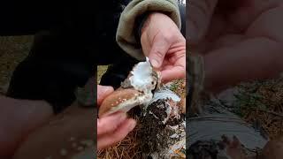 Берёзовый трутовик и чага - это не одно и то же! #wildmushrooms