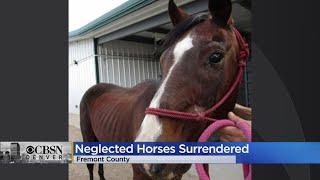 Horses Rescued From Property In Fremont County After Allegations Of Neglect