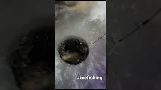 caught a 43.5inch sturgeon through the ice