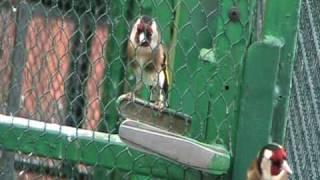 Carduelis Carduelis- European Goldfinches