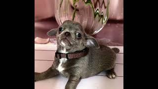 Лиловый мальчик чихуахуа #доставка #щенкичихуа #chihuahua #чихуахуа #лиловыечихуахуа #щенок