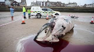 GRAPHIC IMAGES: A dead Mink Whale washed up on Redcar, North Yorkshire beach this morning