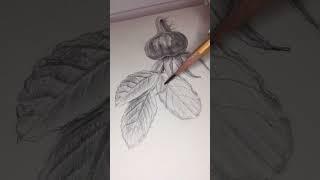 Rosehip in Graphite ️ Summer’s Memory