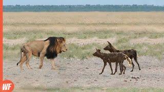 Look How This Lion Ended These Dogs