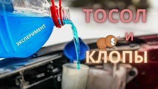 Брызнули на Клопа Тосолом [Эксперимент/ Герадез]