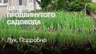 Лук. Подробно. Школа продвинутого садовода