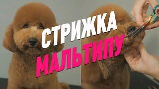 СТРИЖКА МАЛЬТИПУ / ОБУЧЕНИЕ ГРУМИНГУ / Эпизод МАСТЕР-КЛАССА / GROOM SCHOOL