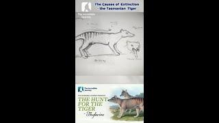 Unraveling the Mystery of the Tasmanian Tiger's Extinction!