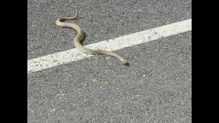 A Mojave Green Rattlesnake.