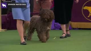 Spanish Water Dogs | Breed Judging 2020