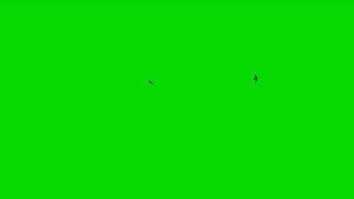 Футаж, птицы, летают стрижи. Footage  green screen birds