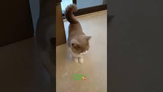 he is stretching #cats #cute #cutecats #shorts #subscribe