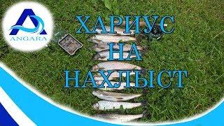 Хариус на нахлыст