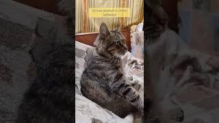 Котики такие разные и очень любимые