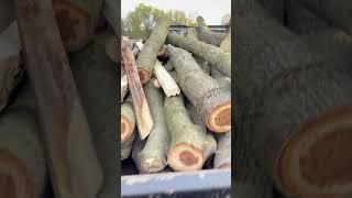 Tree Service Score‼️ #firewood #score