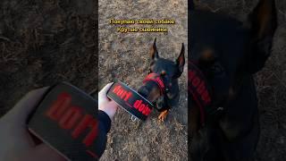 Кто так же?🫣 Ykka_collar  спасибо за красоту #доберман #доберманы #собаки #doberman #dog