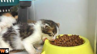 Little Kitten's First Food Ever! But He Chews on the Bowl Instead…