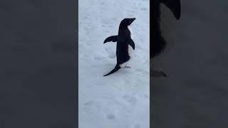 Penguin fight