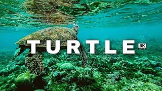 SLOW TURTLE 8k ULTRA HDR 60(FPS)