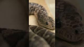 Viral video about poisonous snake  #shorts #education #viral