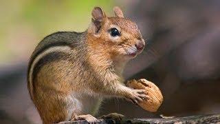 Hitman Absolution Sniper Challenge - Bored Chipmunk Tutorial (The Games Empire)