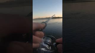 Giant bull mullet on a lure #fishing #fishingaustralia #nambuccaheads #nsw #mullet #fish #beach